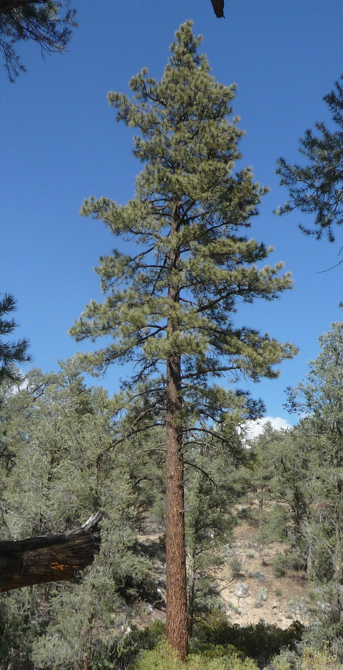 High Resolution Pinus ponderosa Main